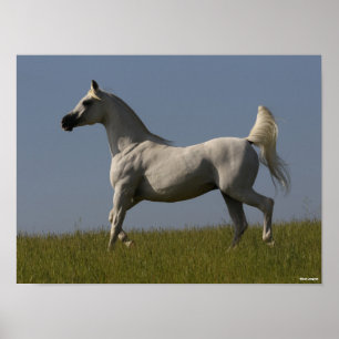 Poster Bob Langrish Stallion arabe gris en campagne
