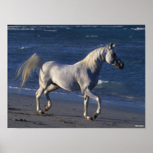Poster Bob Langrish   Stallion Arabe Gris Marchant Sur La