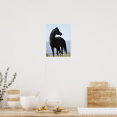 Poster Bob Langrish | Stallion arabe noire debout (Cuisine)