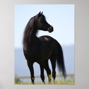 Poster Bob Langrish Stallion arabe noire debout