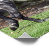 Poster Bob Langrish | Stallion lusitano gris pomme (Coin)