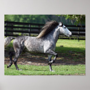 Poster Bob Langrish Stallion lusitano gris pomme