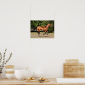Poster Bob Langrish | Stallion Teke Bay Akhal en cours (Cuisine)