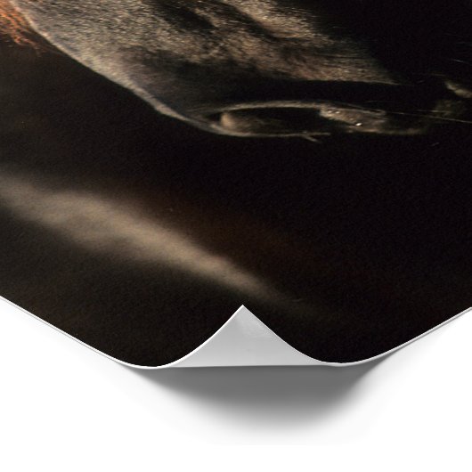 Poster Bob Langrish | Tennessee Walker noir (Coin)