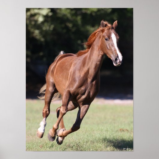 Poster Bob Langrish | Tennessee Walker Testnut Running (Devant)