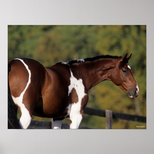 Poster Bob Langrish | Tête de tête Pinto Warmblood Standi (Devant)