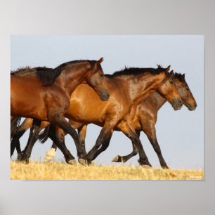 Poster Bob Langrish Three Andalucian Mares Running