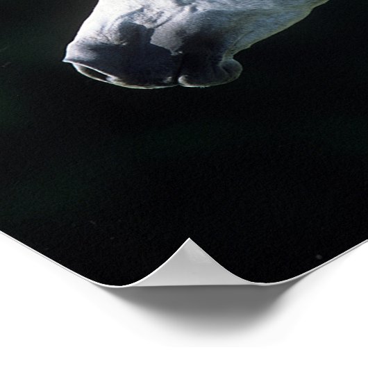 Poster Bob Langrish | Tirage arabe gris 3 (Coin)