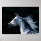 Poster Bob Langrish | Tirage arabe gris 3 (Devant)