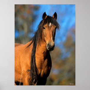 Poster Bob Langrish   Tirage de la tête du ponceau Choct