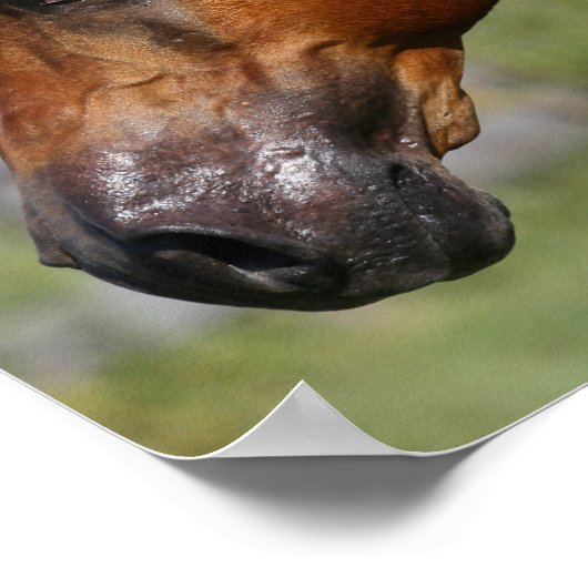 Poster Bob Langrish | Tirage de l'étalon arabe châtaignie (Coin)