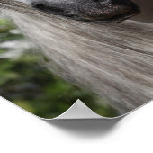 Poster Bob Langrish | Tirage de Stallion andalou gris (Coin)