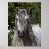 Poster Bob Langrish | Tirage de Stallion andalou gris (Devant)