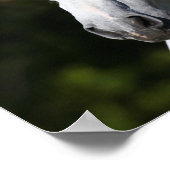 Poster Bob Langrish | Tirage d'un stallion andalou gris (Coin)