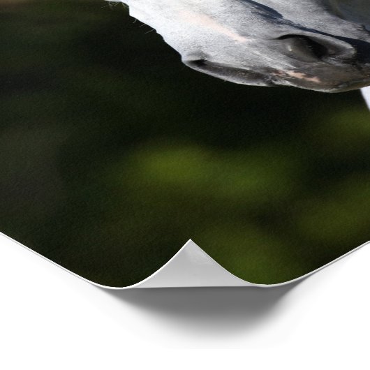 Poster Bob Langrish | Tirage d'un stallion andalou gris (Coin)