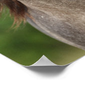 Poster Bob Langrish | Tirage d'un stallion andalou gris (Coin)