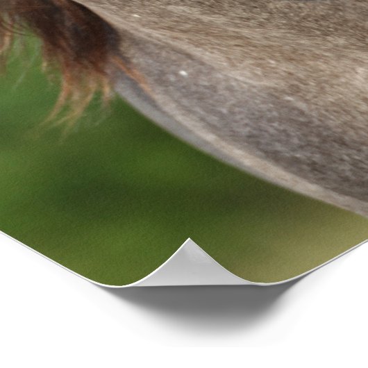 Poster Bob Langrish | Tirage d'un stallion andalou gris (Coin)