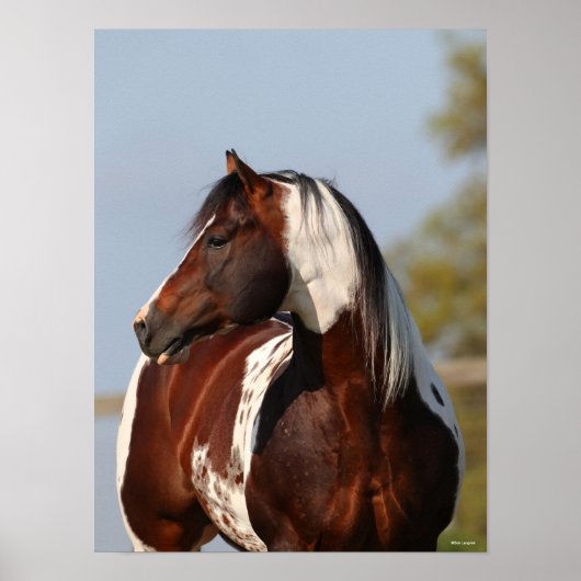 Poster Bob Langrish Tobiano Paint Horse Stallion tête (Devant)