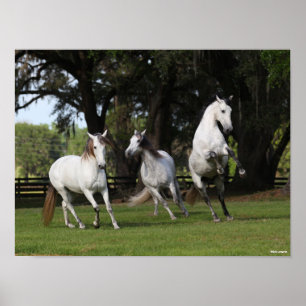 Poster Bob Langrish Trois Andalous gris sautant