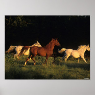 Poster Bob Langrish Trois Arabes Courir Dans La Lumière 