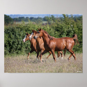 Poster Bob Langrish Trois Chevaux arabes châtaigniers e