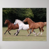 Poster Bob Langrish | Trois Chevaux Arabes Courant Ensemb (Devant)