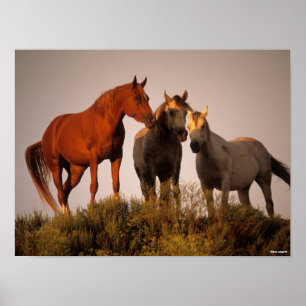 Poster Bob Langrish Trois Chevaux Arabes Debout Au Couche