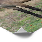 Poster Bob Langrish | Trois Ponts Se Regroupent (Coin)