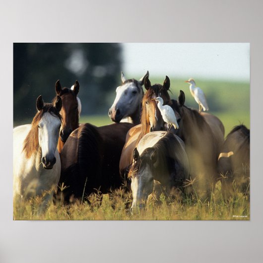 Poster Bob Langrish | Troupeau De Chevaux Se Tenant Avec  (Devant)