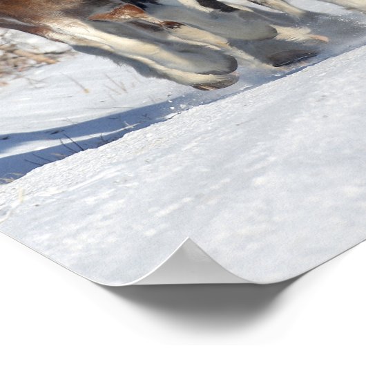 Poster Bob Langrish | Troupeau De Clydesdales En Neige (Coin)