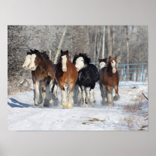 Poster Bob Langrish   Troupeau De Clydesdales En Neige