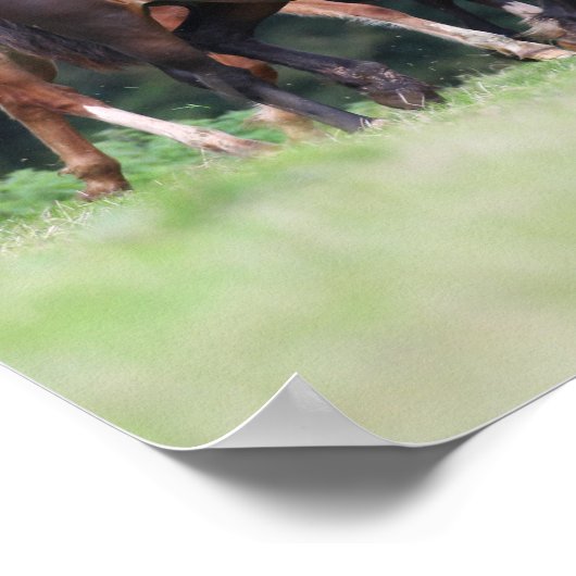 Poster Bob Langrish | Troupeau de poneys gallois en campa (Coin)