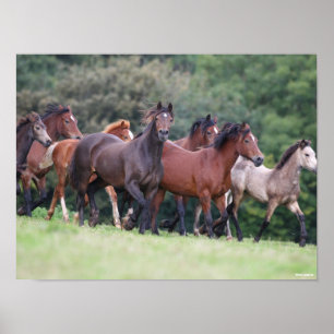 Poster Bob Langrish   Troupeau de poneys gallois en campa