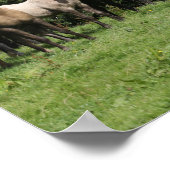 Poster Bob Langrish | Troupeau De Ponies Galloises Debout (Coin)