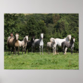 Poster Bob Langrish | Troupeau De Ponies Galloises Debout (Devant)