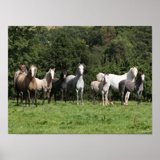 Poster Bob Langrish | Troupeau De Ponies Galloises Debout (Devant)