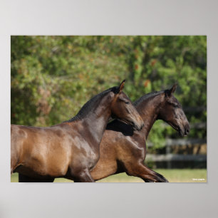 Poster Bob Langrish Two Brown Andalucian Horses Running