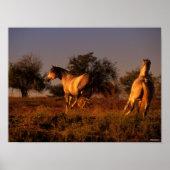 Poster Bob Langrish | Two Horses Running In Sunset (Devant)