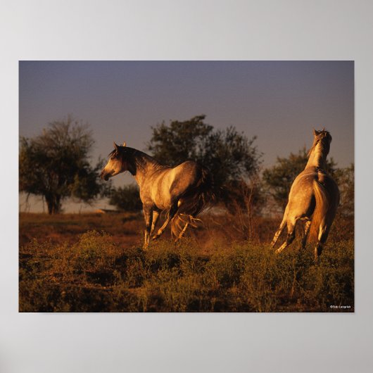 Poster Bob Langrish | Two Horses Running In Sunset (Devant)