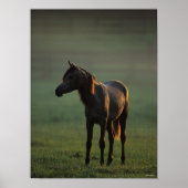 Poster Bob Langrish | Un Arabe debout dans le fond de la (Devant)