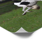 Poster Bob Langrish, vannière tzigane et chien qui couren (Coin)