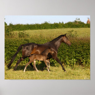 Poster Bob Langrish Warmblood mare and Foal Walking