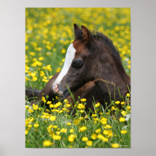 Poster Bob Langrish Welsh Pony Foal Resting In Flowers