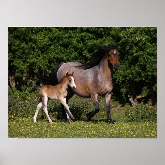 Poster Bob Langrish | Welsh Pony Mare and Foal Running (Devant)