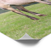Poster Bob Langrish | Welsh Pony Mare and Foie Standing (Coin)