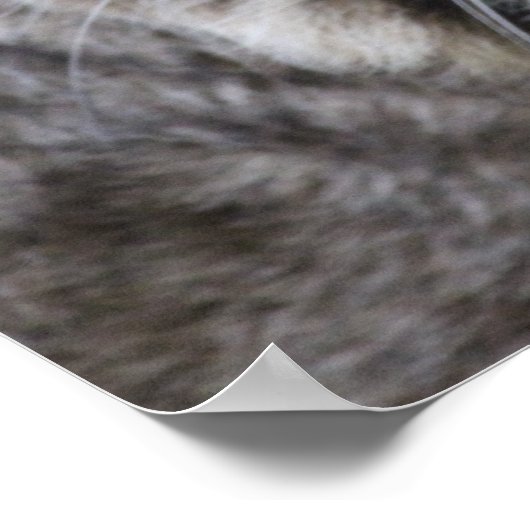 Poster Bobcat (Coin)