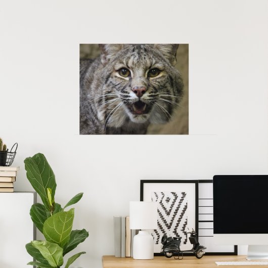 Poster Bobcat (Bureau à domicile)