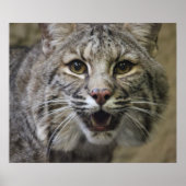 Poster Bobcat (Devant)