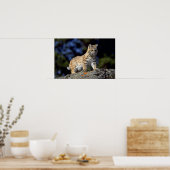 Poster Bobcat (Cuisine)