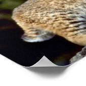 Poster Bobcat (Coin)